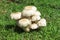 Gray mushroom on green turf and they can be eaten