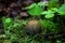 Gray mushroom hat under green clover plant sitting on green moss