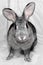 Gray and mustachioed decorative rabbit