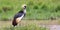 A gray-necked crowned crane stands on the bank of a river