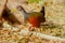 Gray-necked wood-rail, Aramides cajana, walking in a bush clearing in Argentina, South America