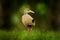 Gray-necked Wood-Rail, Aramides cajanea, walking on the green grass in nature. Heron in the dark tropic forest. Bird in the nature