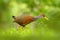 Gray-necked Wood-Rail, Aramides cajanea, walking on the green grass in nature. Heron in the dark tropic forest. Bird in the nature