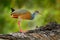 Gray-necked Wood-Rail, Aramides cajanea, walking on the tree trunk in nature. Heron in the dark tropic forest. Bird in the nature