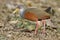 Gray-Necked Wood Rail - Panama