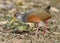 Gray-necked Wood Rail - Panama