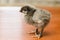 Gray newborn chicken on a wooden surface