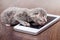 Gray newborn kitten near phone. Business case management by pho