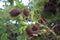 Gray Nicker Caesalpinia bonduc, Caesalpinia bonducella, branch with fruit, nickernuts or nickar nuts. Caesalpinia bonduc. Fort D