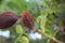 Gray Nicker Caesalpinia bonduc, Caesalpinia bonducella, branch with fruit, nickernuts or nickar nuts. Caesalpinia bonduc. Fort D