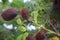 Gray Nicker Caesalpinia bonduc, Caesalpinia bonducella, branch with fruit, nickernuts or nickar nuts. Caesalpinia bonduc. Fort D