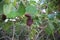 Gray Nicker Caesalpinia bonduc, Caesalpinia bonducella, branch with fruit, nickernuts or nickar nuts. Caesalpinia bonduc. Fort D