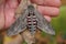 Gray nocturnal butterfly sits on a dry leaf and fingers