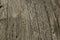 Gray oakwood surface background texture