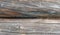 Gray old sawed wood logs of wooden house closeup