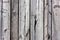 Gray old wood texture