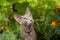 Gray Oriental Cat In Flower Garden