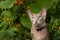 Gray Oriental Cat In Flower Garden