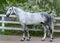 Gray orlov trotter breed stallion