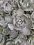 The gray Orostachys Iwarenge rosette plant