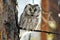 Gray owl with big yellow eyes