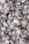 Gray oyster shells on stone texture vertical pattern base marine design natural