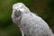 Gray Parrot