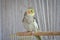 Gray parrot cockatiel sits on perch