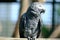 Gray Parrot - Faruk Yalcin zoo in istanbul