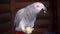 gray parrot holds piece of an apple in its paw and chews