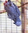 Gray parrot on a metal cage