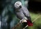 Gray parrot sitting on tree branch