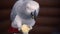 gray parrot takes bite of an apple