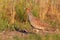 Gray Partridge hiding from a hunter