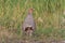 Gray partridge out of the thicket of grass
