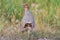 Gray partridge sings spring