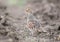 The gray partridge stands on the ground on a plowed field