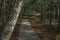 Gray path leading through a green gloomy park