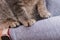 Gray paws of a cat sitting on a girl`s arms