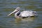 A gray pelican floats on the lake