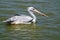 A gray pelican floats on the water