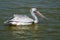 Gray pelican in the lake