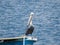 Gray pelican resting in a boat in the sea. Boat sailing on the sea with a pelican.