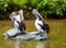 Gray pelican on a rock