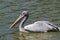 The gray pelican sleeps on calm water