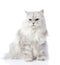 Gray persian cat looking away.