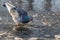 A gray pigeon bird drinks water on a pond with a thin ice with reflections in a park in winter