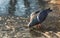 A gray pigeon bird is on a pond with a thin colored ice mirror with beautiful reflections in a park