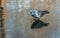 A gray pigeon bird is on a pond with a thin colored ice mirror with beautiful reflections in a park