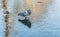 A gray pigeon bird is on a pond with a thin colored ice mirror with beautiful reflections in a park